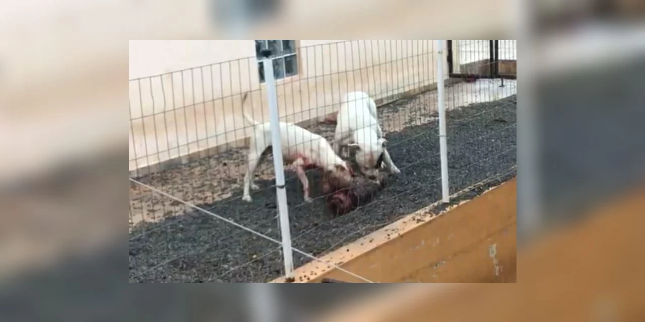 Homem é autuado por omissão na guarda de Pit bulls que mataram cão do vizinho em PG