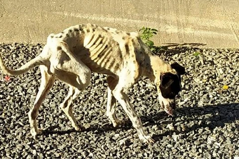 Cachorra é resgatada com perna quebrada e desnutrida em PG; tutora foi presa