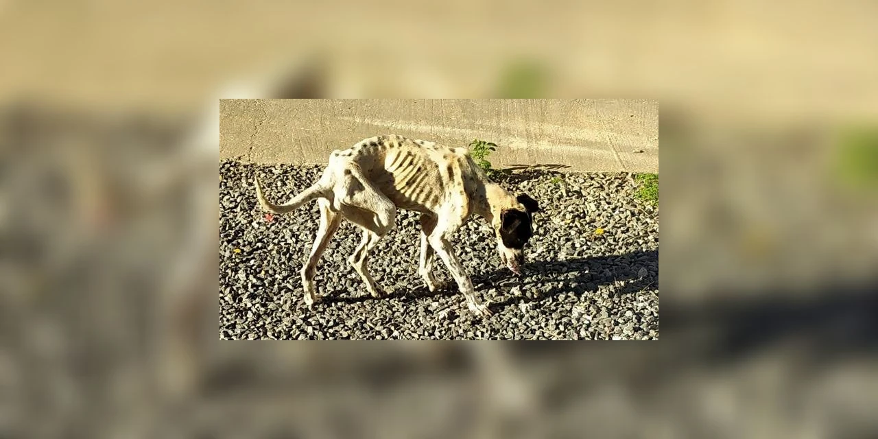 Cachorra é resgatada com perna quebrada e desnutrida em PG; tutora foi presa