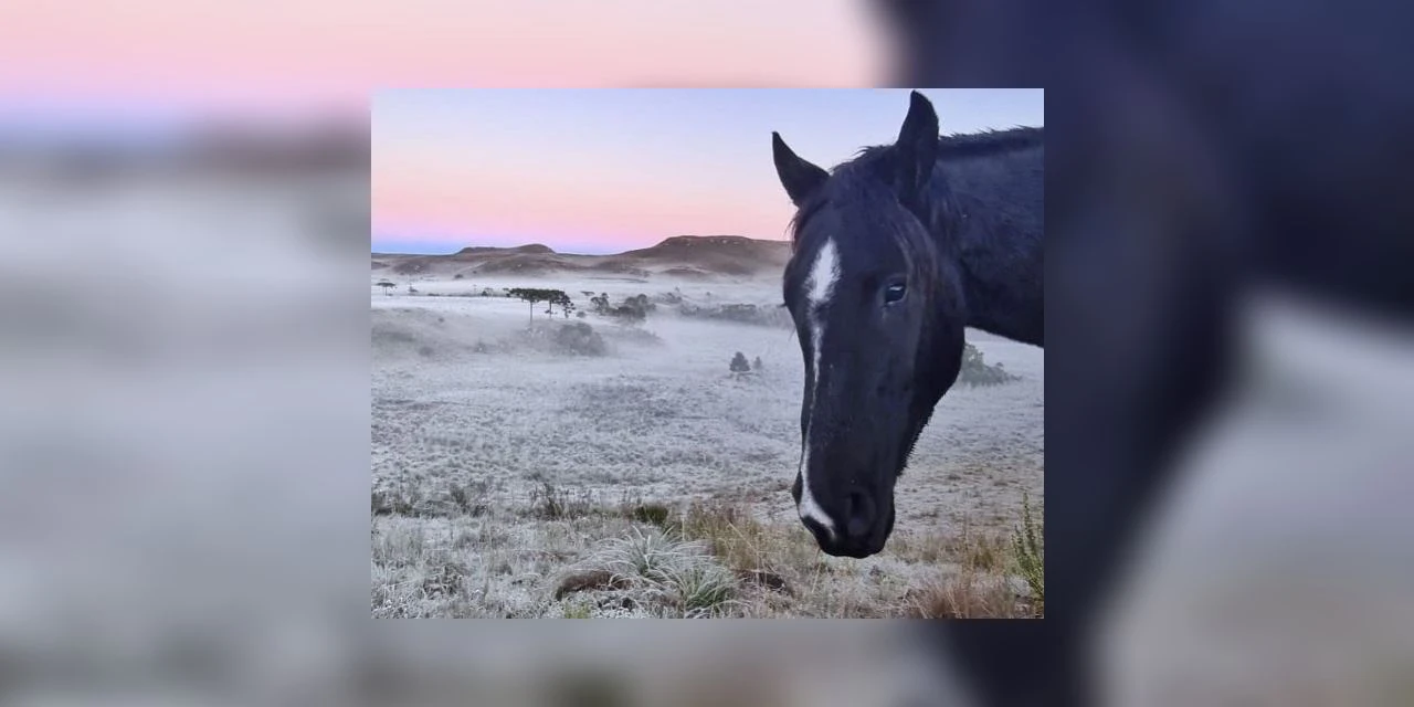 Geada em SC e temperatura de -0,5ºC na madrugada desta quinta-feira (13)