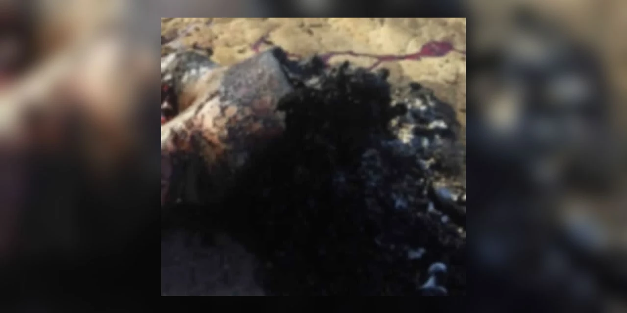 Corpo carbonizado é encontrado em terreno baldio no Cara-Cará