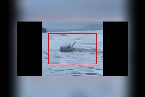 Boi é flagrado nadando em mar de SC; suspeita que ele fugia da "farra do boi"