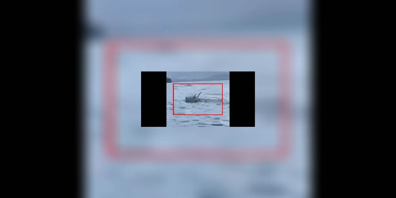 Boi é flagrado nadando em mar de SC; suspeita que ele fugia da "farra do boi"