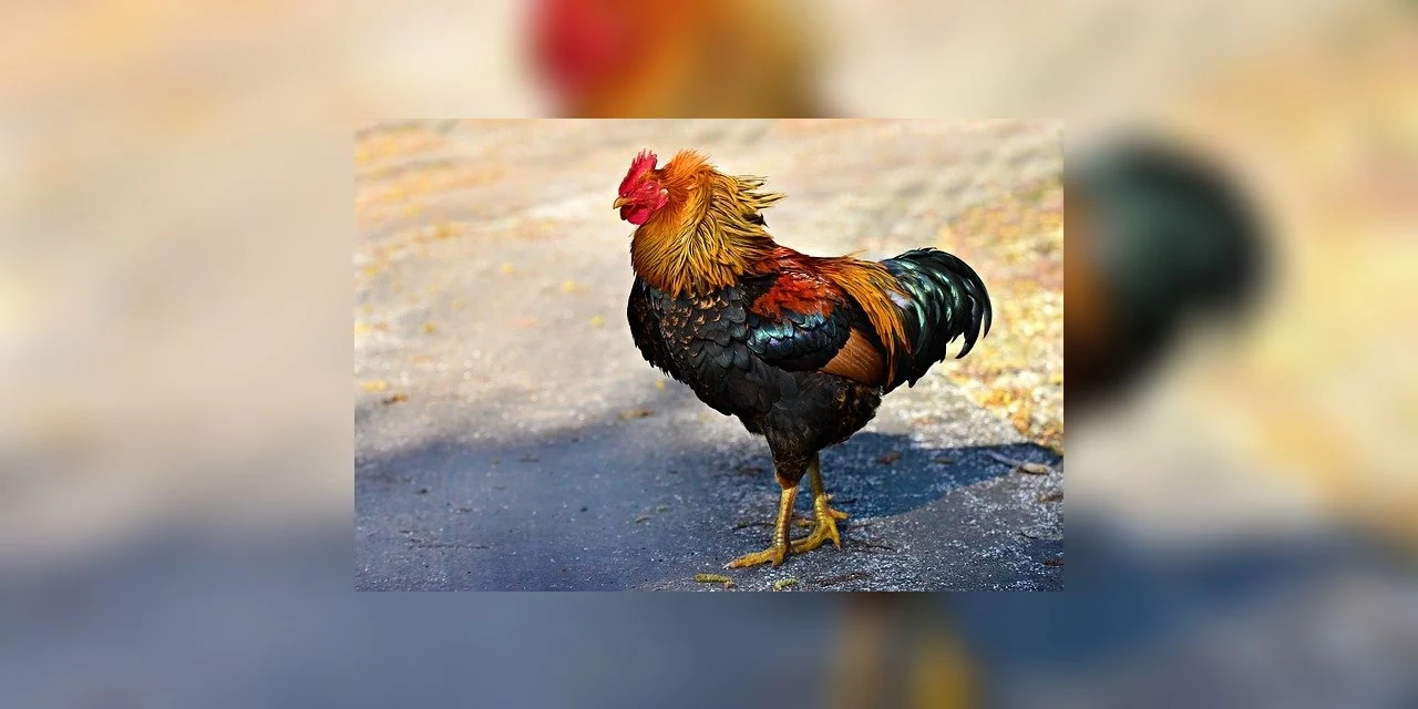 Galo é apreendido após denúncia de perturbação do sossego em Ivaiporã (PR)