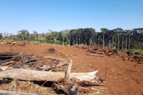 Flagra de 406 hectares desmatados gera R$ 4,2 milhões em multas na região