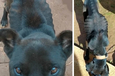 Polícia Civil de PG prende homem por maus-tratos aos animais