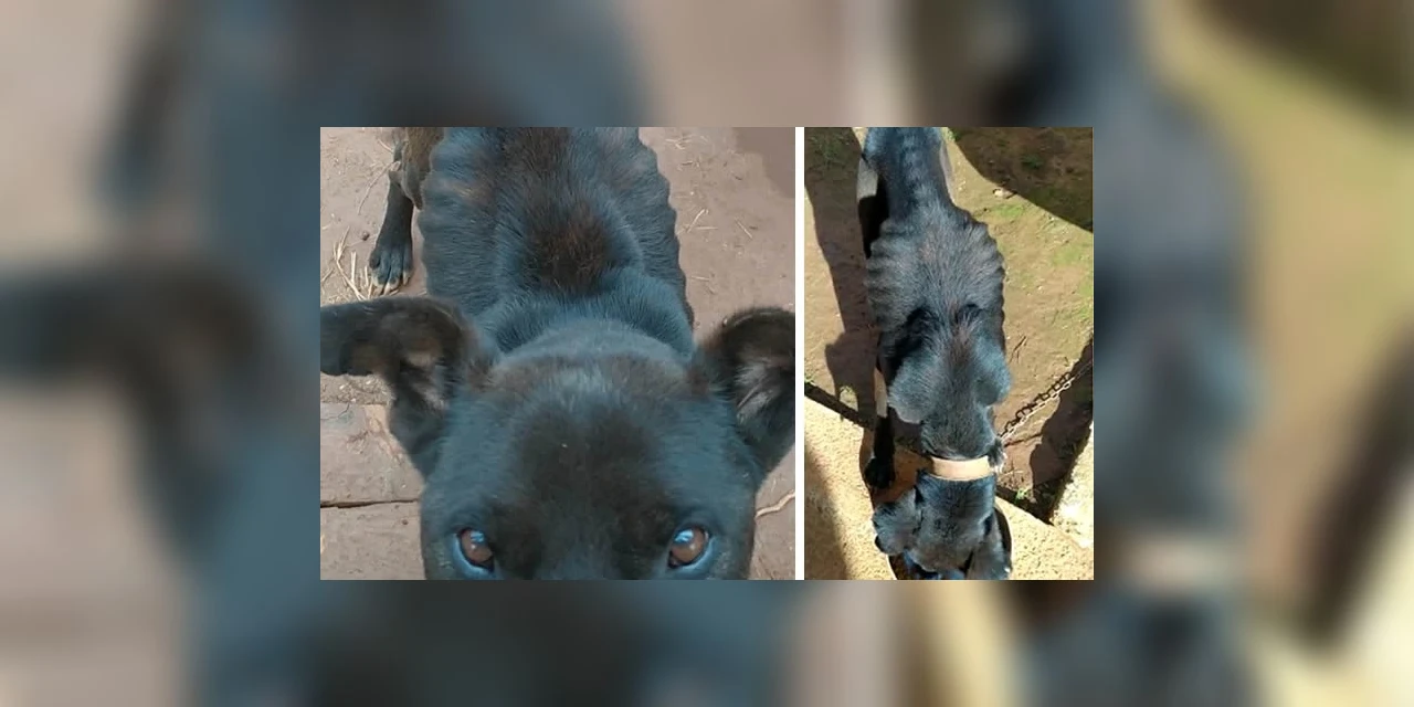 Polícia Civil de PG prende homem por maus-tratos aos animais