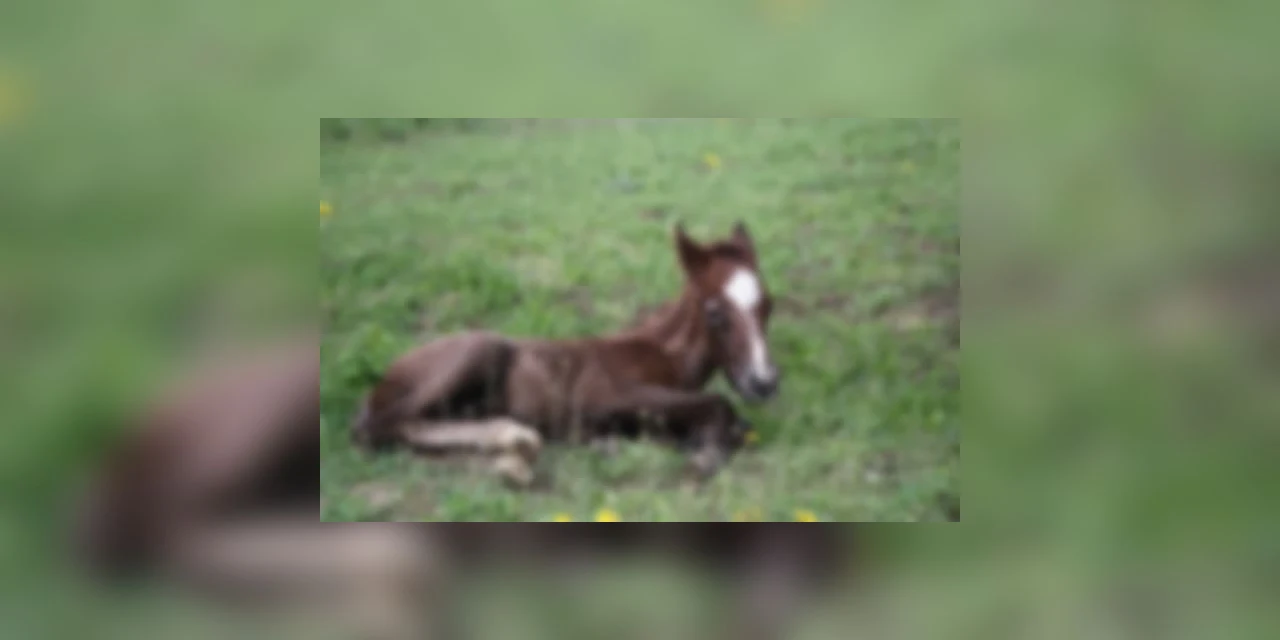 MPPR denuncia homem que ateou fogo em um bode e deixou animais confinados sem alimentação no Paraná