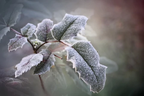 Ponta Grossa tem previsão de geada para quarta-feira; diz Simepar