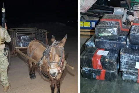 PF apreende burro e carroça carregada com 300 Kg de maconha