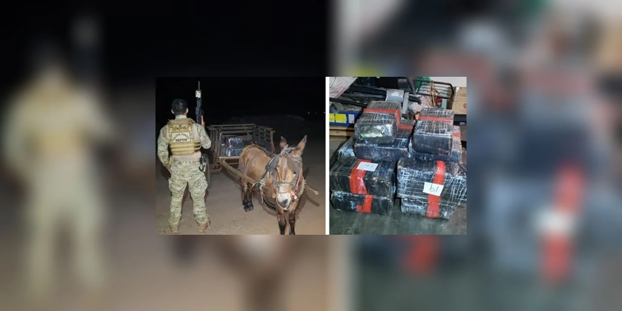 PF apreende burro e carroça carregada com 300 Kg de maconha