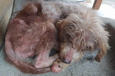 Crueldade - Idosa é detida por maus-tratos a cachorros em Ponta Grossa