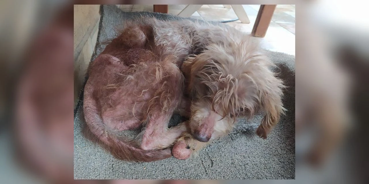 Crueldade - Idosa é detida por maus-tratos a cachorros em Ponta Grossa