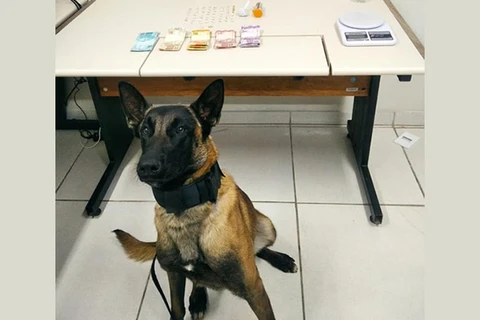 Cão de faro ajuda PM a encontrar crack e maconha com suspeito de trafico