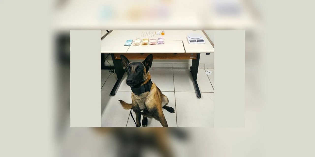 Cão de faro ajuda PM a encontrar crack e maconha com suspeito de trafico
