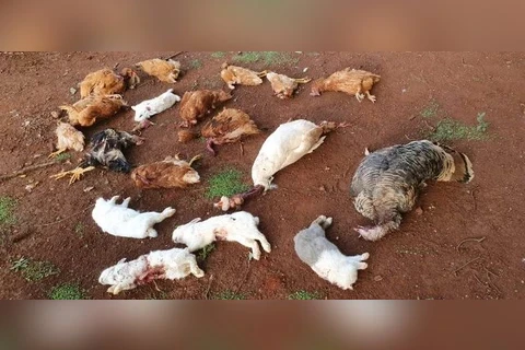Animais são encontrados mortos, sem sangue, dentro de seminário no Paraná
