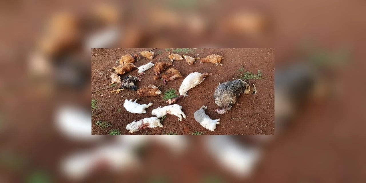 Animais são encontrados mortos, sem sangue, dentro de seminário no Paraná
