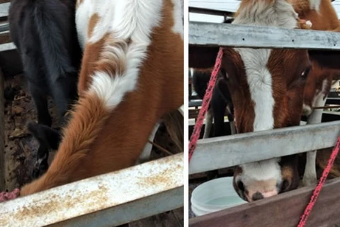 Suspeito de integrar quadrilha de furto de gado é preso em Palmeira
