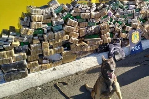 Morre cão de faro “Thor” da Guarda Municipal de Irati