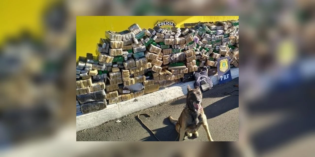 Morre cão de faro “Thor” da Guarda Municipal de Irati