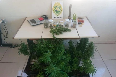 Polícia encontra pés de maconha em estufa dentro de residência em Ponta Grossa