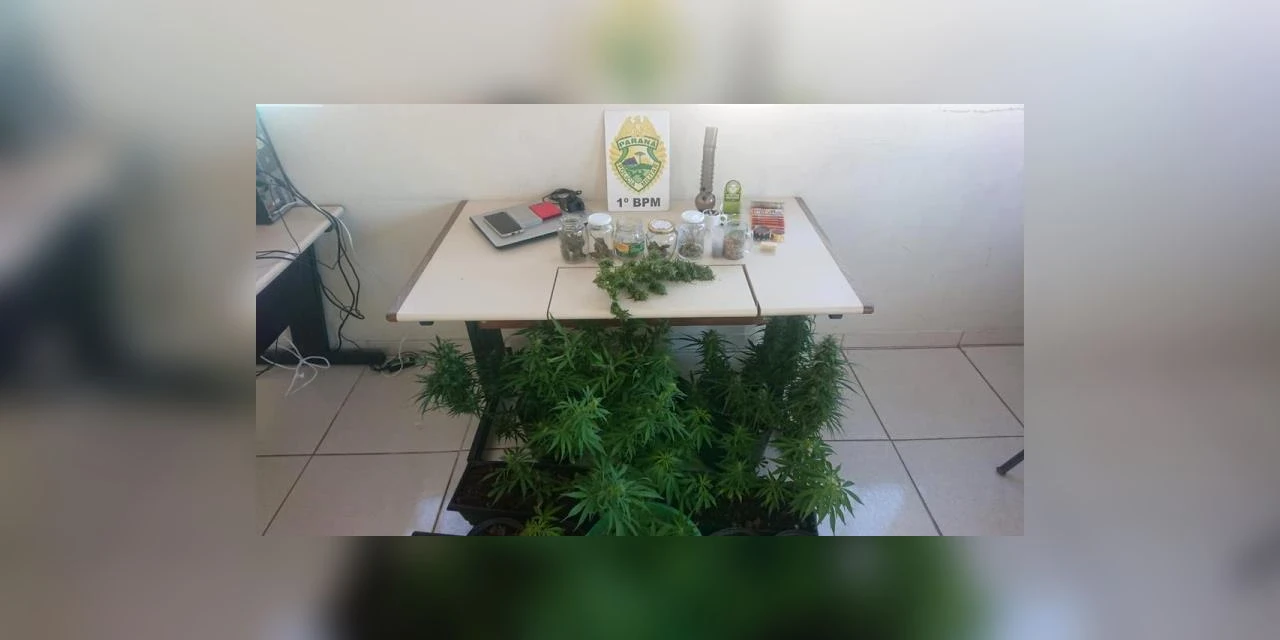 Polícia encontra pés de maconha em estufa dentro de residência em Ponta Grossa