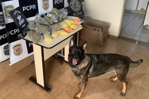 Policia Civil apreende homem com 12,5 mil comprimidos de ecstasy no Paraná