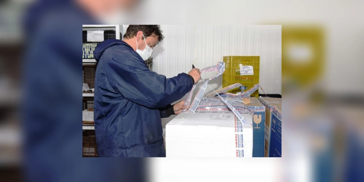 Paraná recebe doses e começa a distribuir 158,6 mil vacinas contra a Covid-19; veja divisão