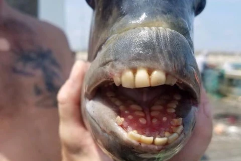 Peixe com 'dentes humanos' é capturado em pescaria nos EUA