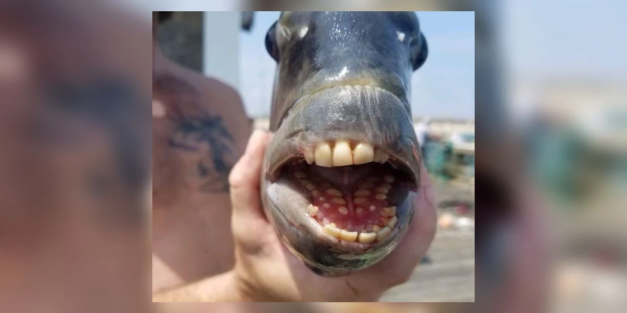 Peixe com 'dentes humanos' é capturado em pescaria nos EUA