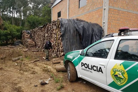 Força Verde flagra corte de mata nativa e aplica R$ 37,5 mil em multas