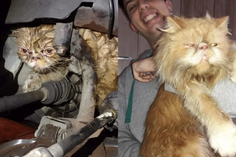 Gato desaparecido há dois dias é achado em motor de carro