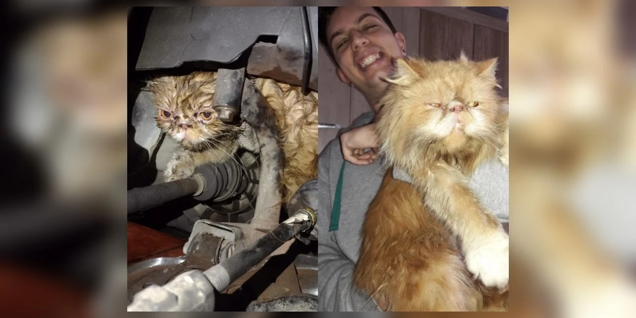Gato desaparecido há dois dias é achado em motor de carro