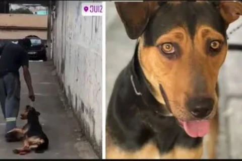 Vídeo de cadela sendo arrastada repercute e homem acaba preso por maus-tratos em MG