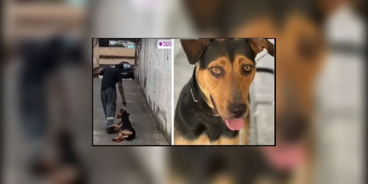 Vídeo de cadela sendo arrastada repercute e homem acaba preso por maus-tratos em MG