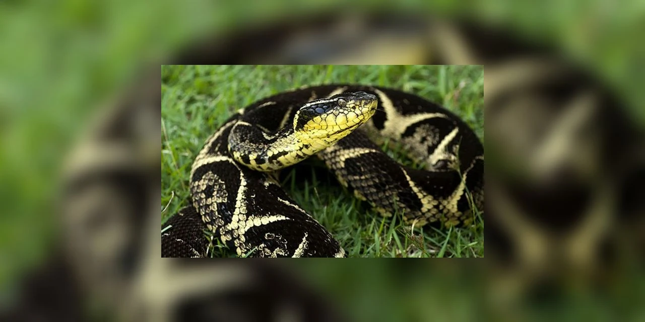 Substância em veneno de cobra jararacuçu inibe em 75% no avanço da covid