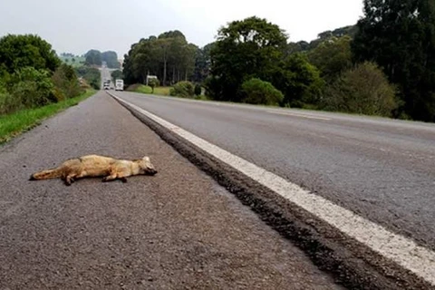 No Paraná motoristas deverão prestar socorro a animais atropelados; multa ultrapassa 50 mil reais