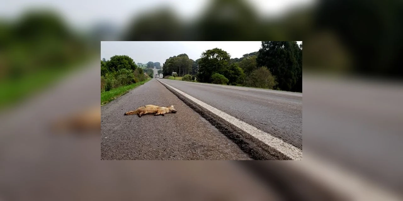 No Paraná motoristas deverão prestar socorro a animais atropelados; multa ultrapassa 50 mil reais