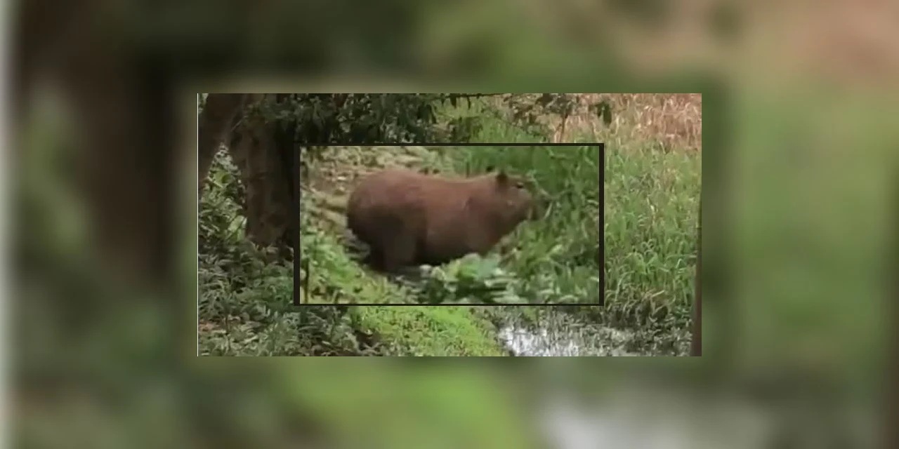 Capivara volta a chamar atenção no Lago de Olarias; video!