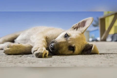 Idoso é preso por atirar em cachorro com espingarda de pressão em PG