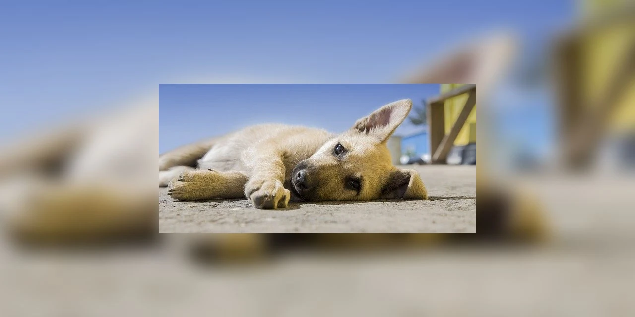 Idoso é preso por atirar em cachorro com espingarda de pressão em PG