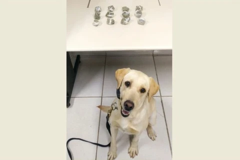 “Luna” da PM ajuda policiais a encontrar drogas em PG