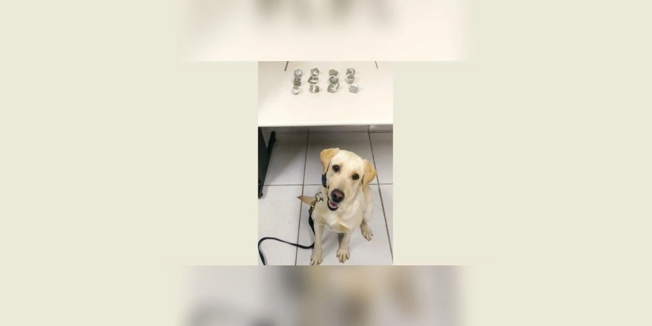 “Luna” da PM ajuda policiais a encontrar drogas em PG