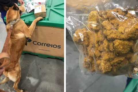 Cães de faro no Paraná encontram droga desconhecida vinda da Holanda