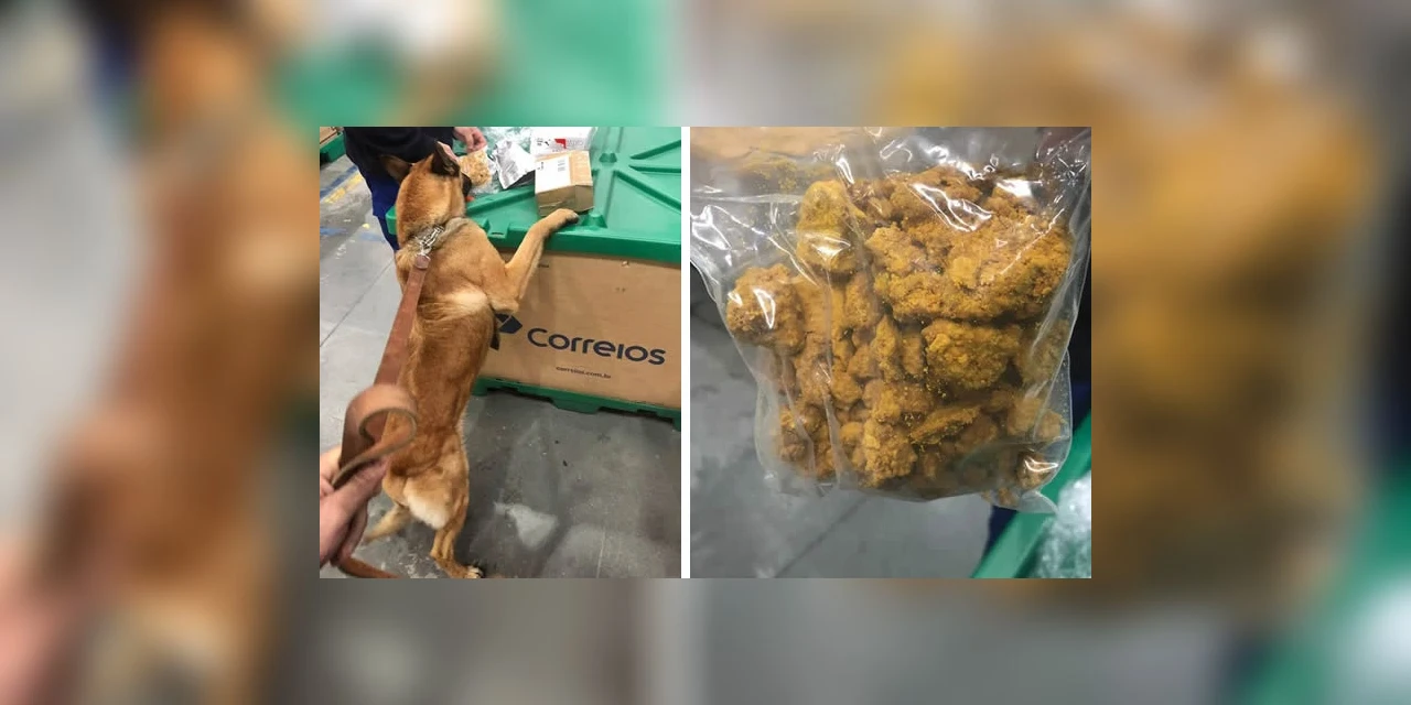 Cães de faro no Paraná encontram droga desconhecida vinda da Holanda