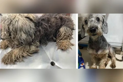 Cadelinha que cheirava a morte é resgatada por ONG no interior de SP