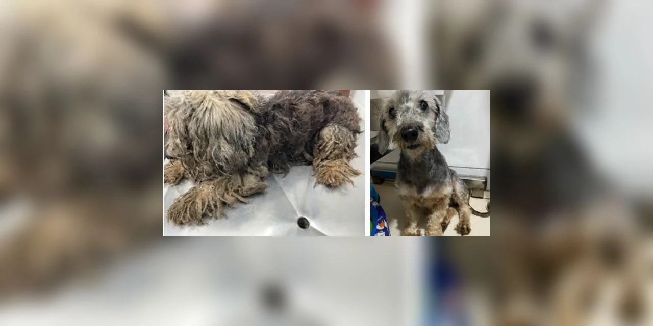 Cadelinha que cheirava a morte é resgatada por ONG no interior de SP