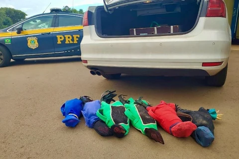 Prefeito é preso transportando galos de briga com carro oficial pela 2ª vez