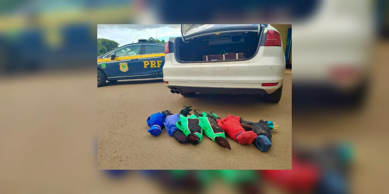 Prefeito é preso transportando galos de briga com carro oficial pela 2ª vez