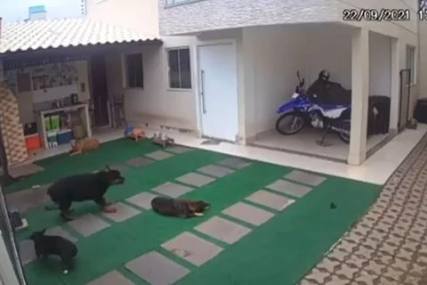 Vídeo mostra cães sendo atacados por abelhas; dois animais morreram
